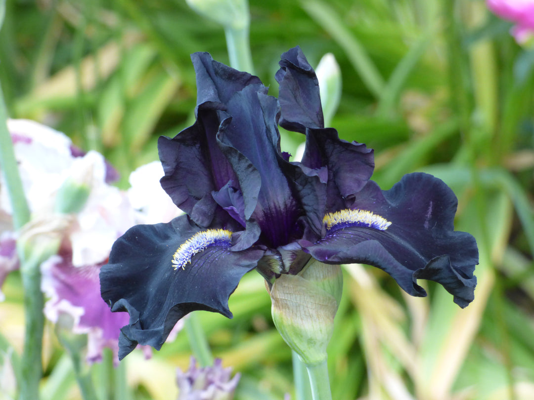 Here Comes The Night | Tall Bearded Iris – Schreiner's Gardens