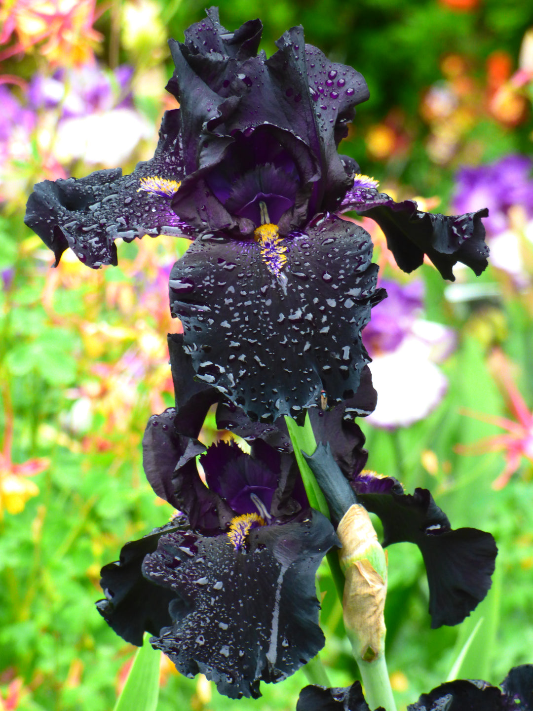 Here Comes The Night | Tall Bearded Iris – Schreiner's Gardens