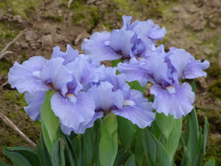 High IQ | Standard Dwarf Bearded Iris – Schreiner's Gardens