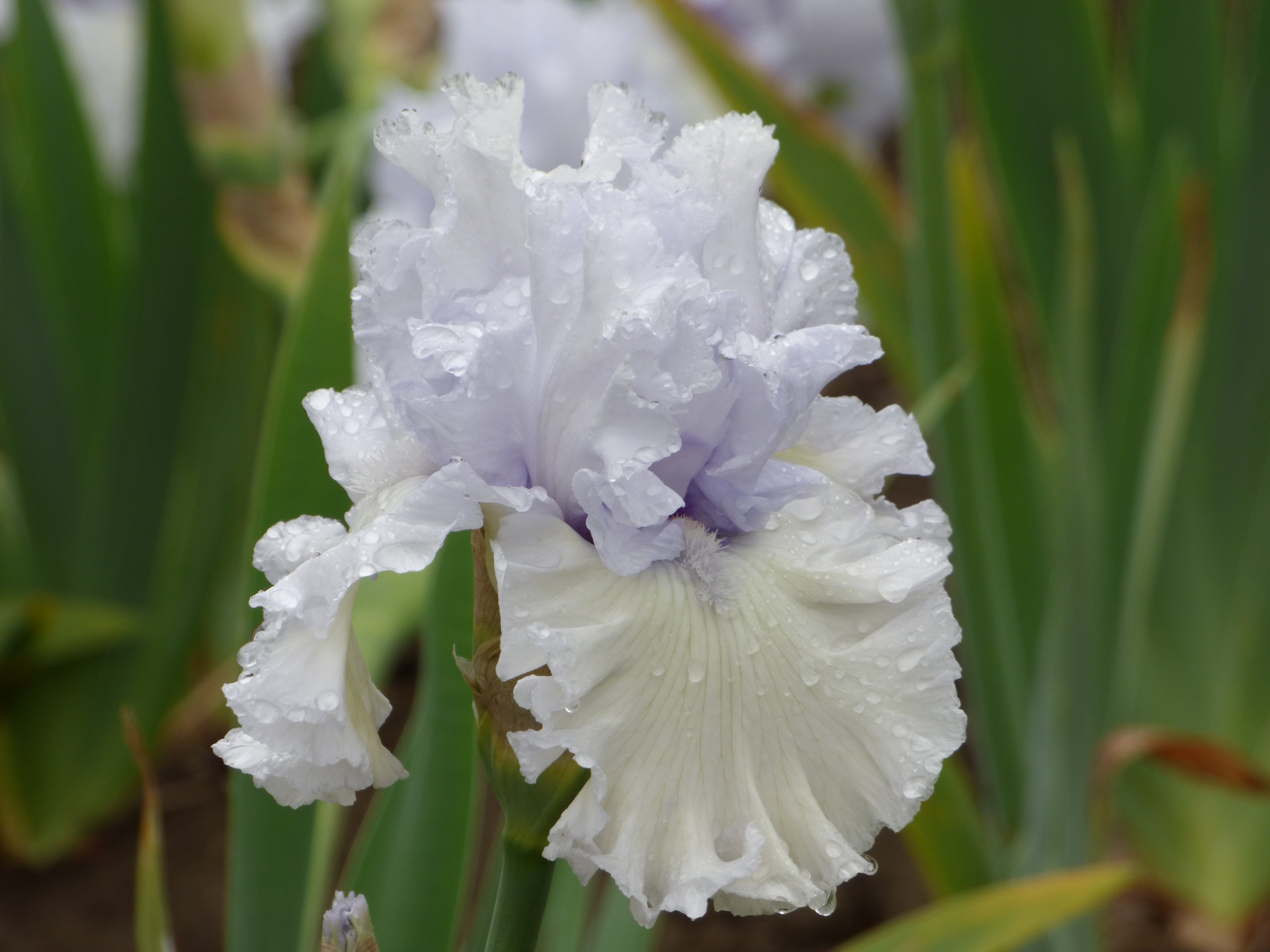 High Surf | Tall Bearded Iris – Schreiner's Gardens
