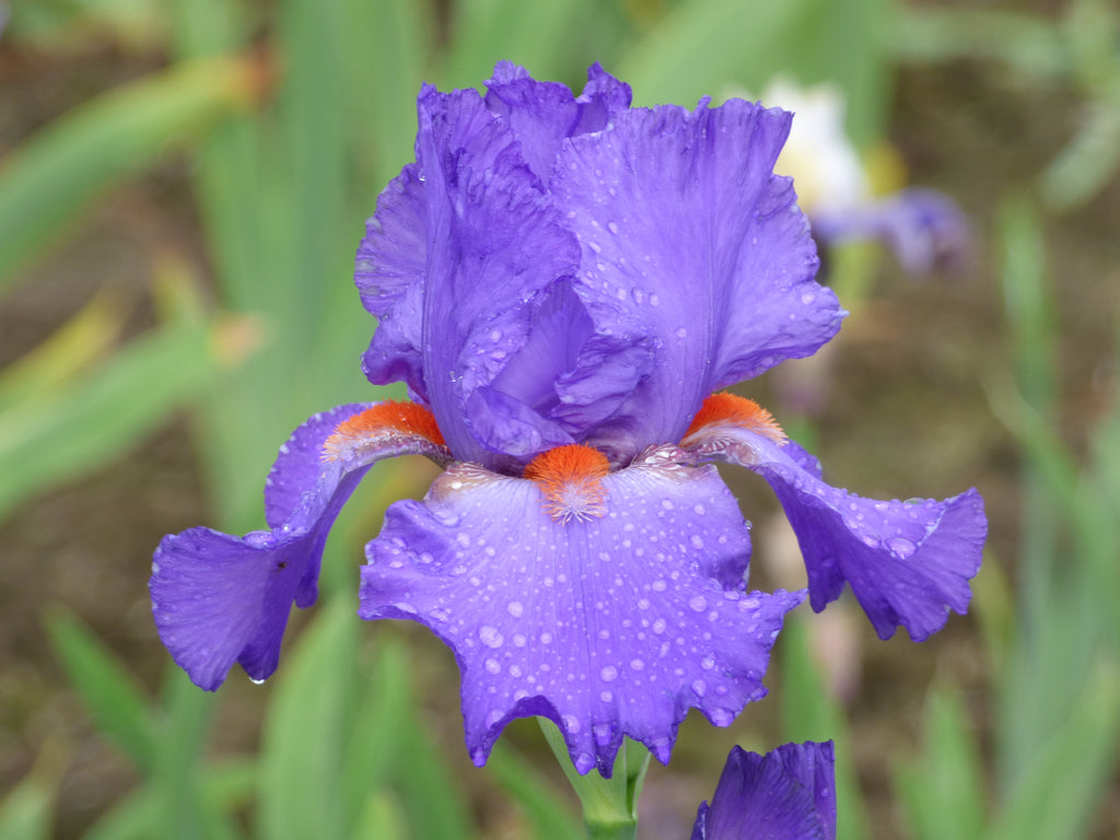 Hole In One | Tall Bearded Iris – Schreiner's Gardens