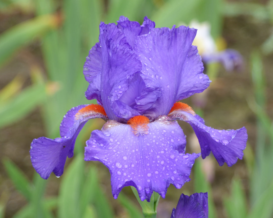 Hole In One | Tall Bearded Iris – Schreiner's Gardens