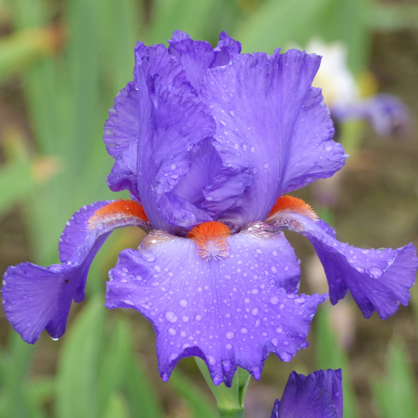 Purple Cut Stems