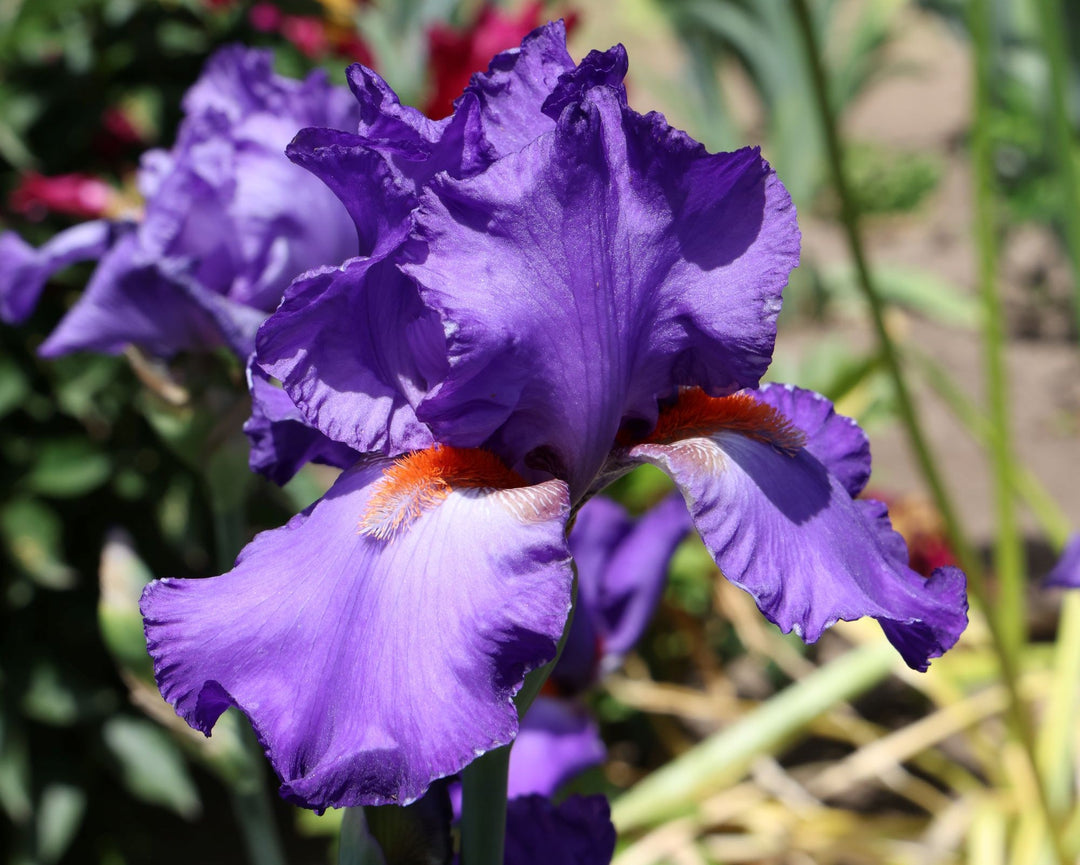 Hole In One | Tall Bearded Iris – Schreiner's Gardens