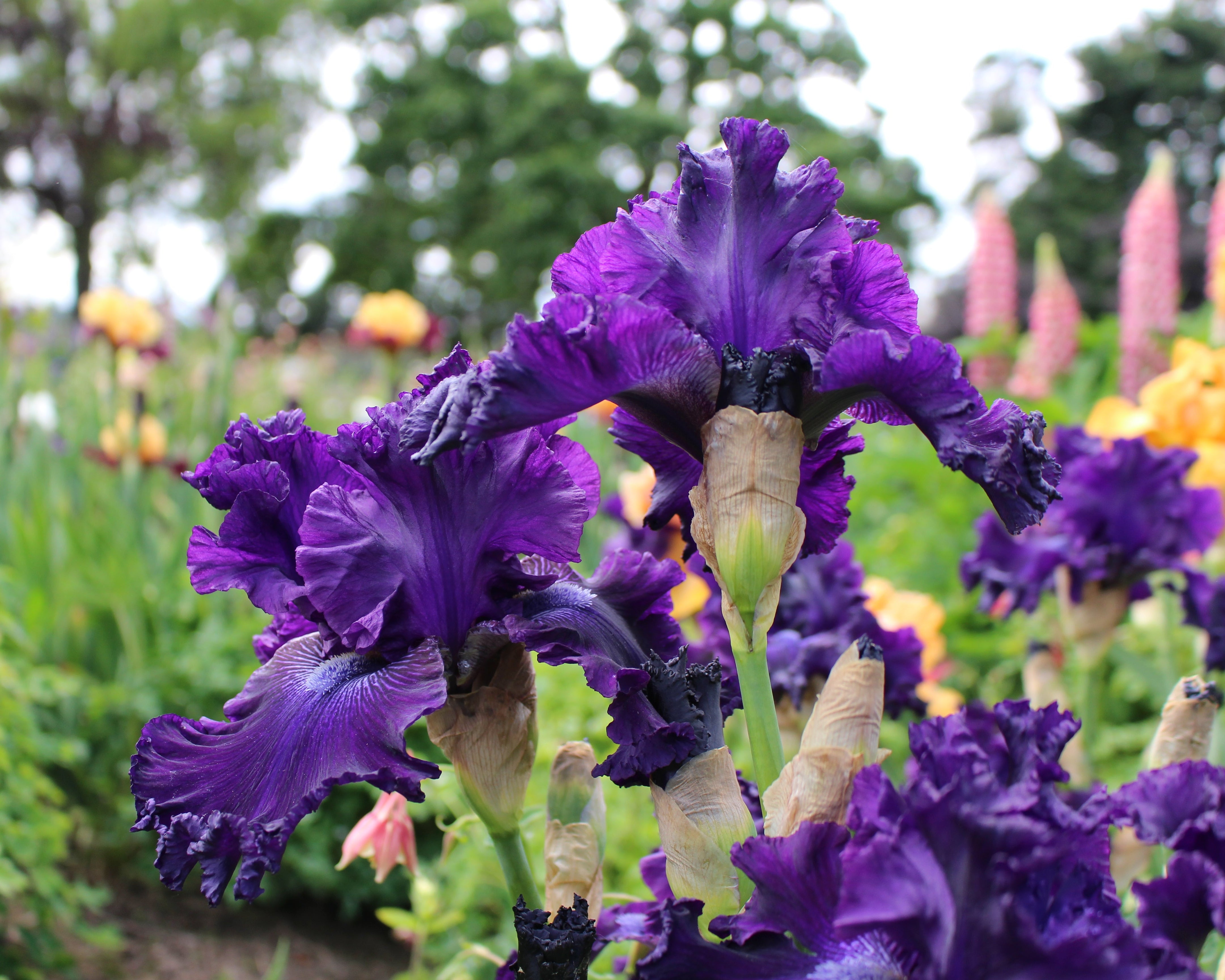 Hollywood Nights | Tall Bearded Iris 43