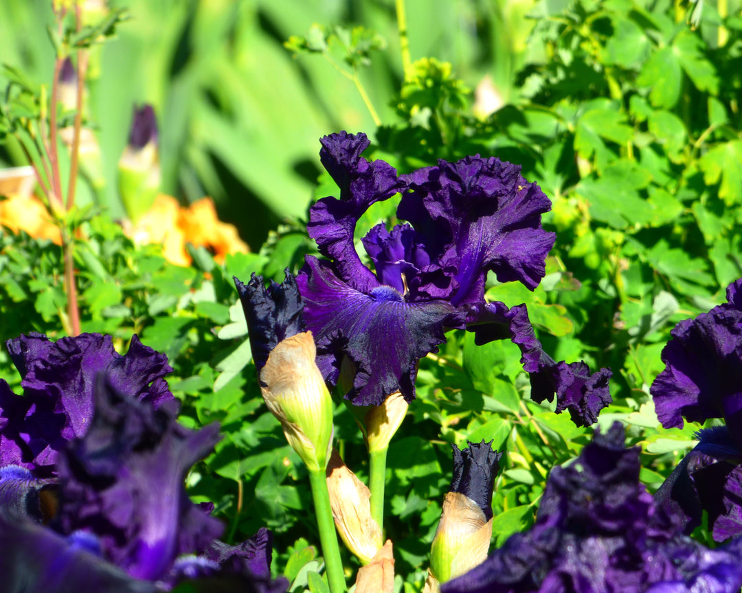 Hollywood Nights | Tall Bearded Iris 43