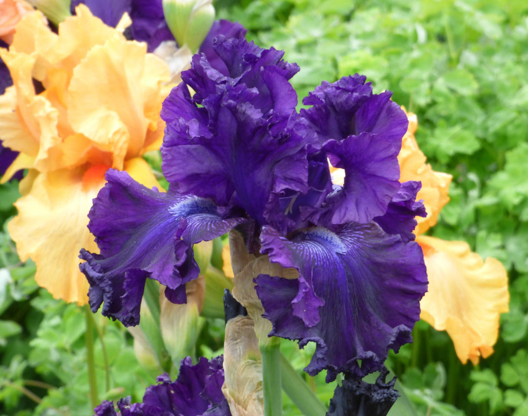 Hollywood Nights | Tall Bearded Iris 43
