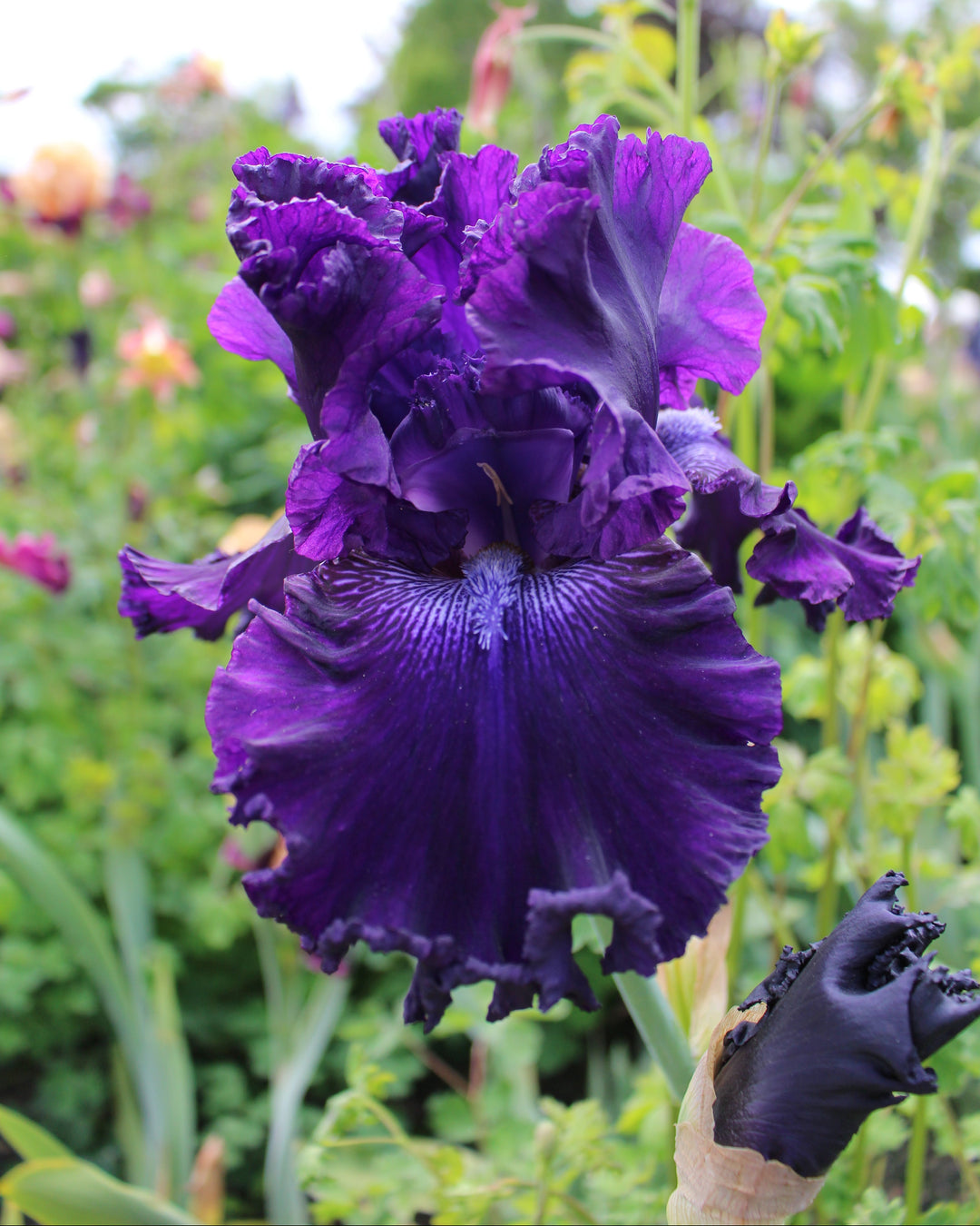 Hollywood Nights | Tall Bearded Iris 43