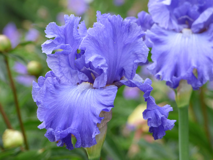 Home of the Blues | Tall Bearded Iris – Schreiner's Gardens