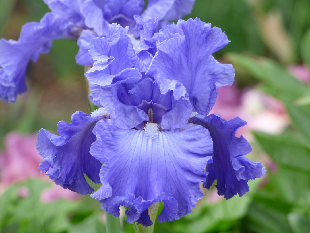 Home of the Blues | Tall Bearded Iris – Schreiner's Gardens