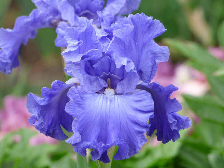 Home_of_The_Blues_4_720x.jpg?v