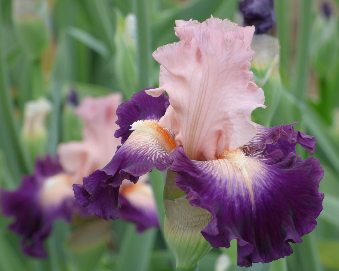 Hot Date| Tall Bearded Iris – Schreiner's Gardens