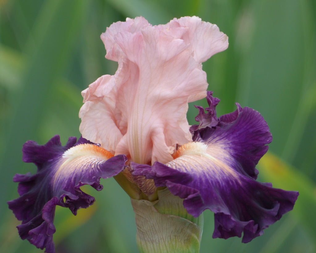 Hot Date| Tall Bearded Iris – Schreiner's Gardens