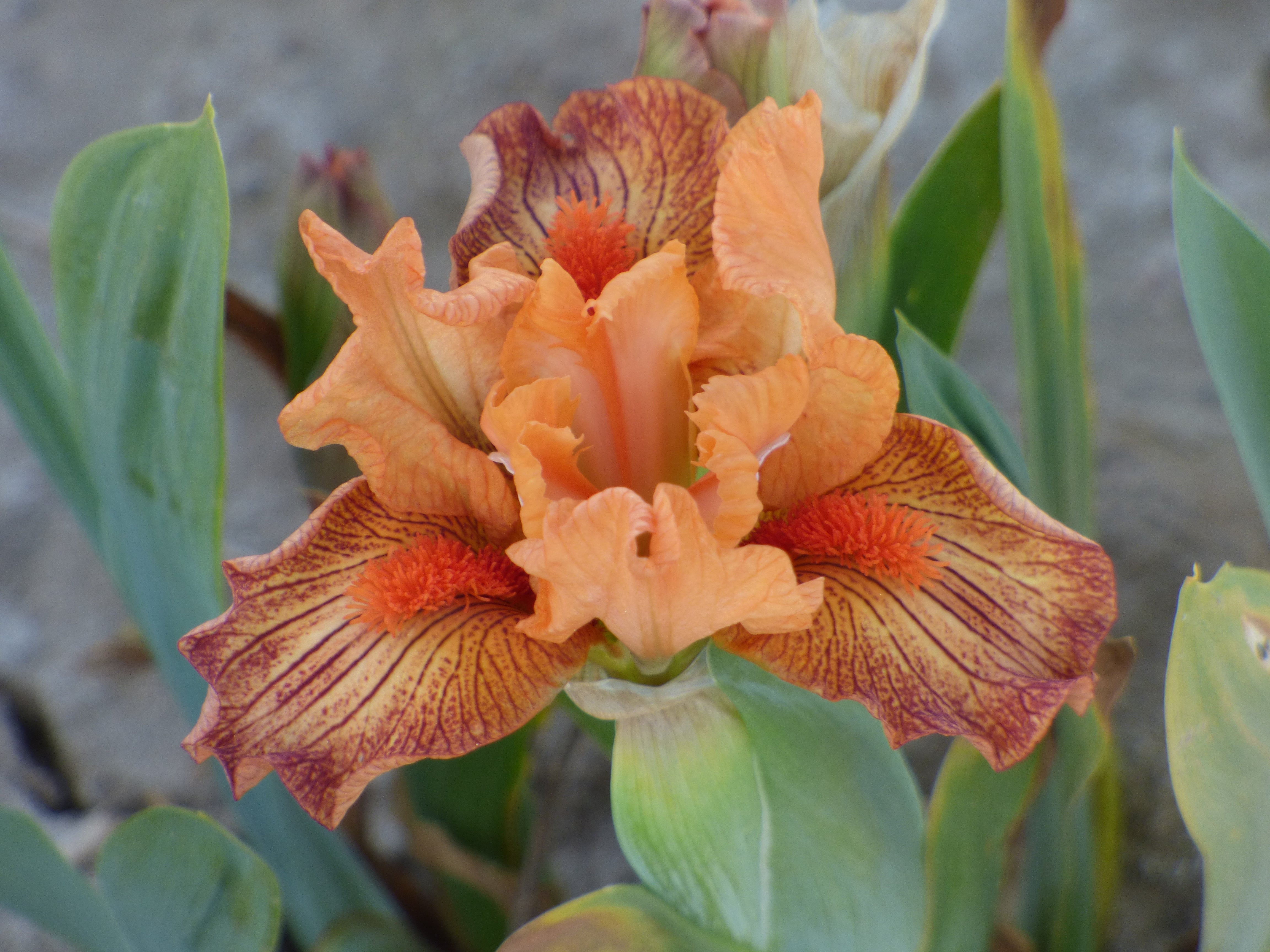 Hot Lava | Dwarf Bearded Iris – Schreiner's Gardens