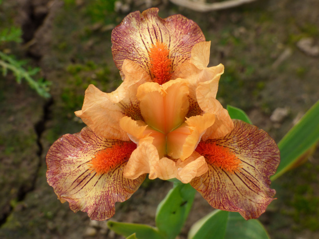 Hot Lava | Dwarf Bearded Iris – Schreiner's Gardens