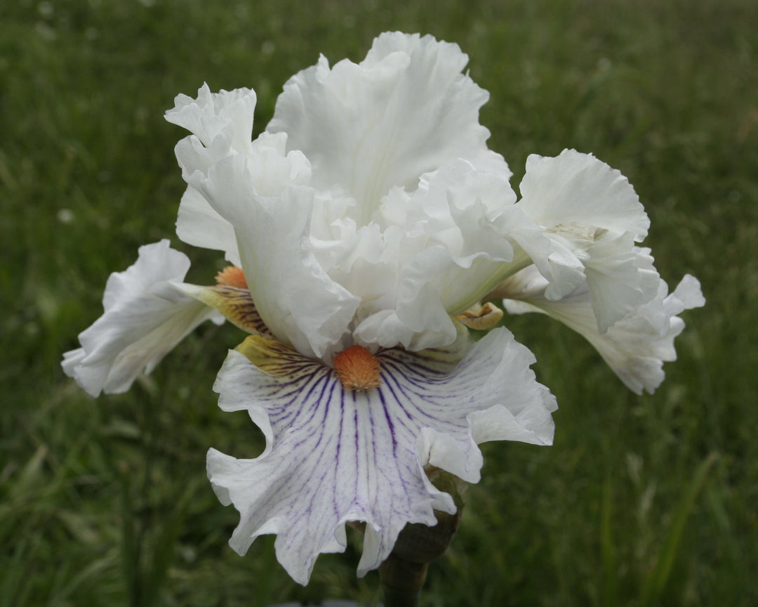 Hysteria – Schreiner's Gardens