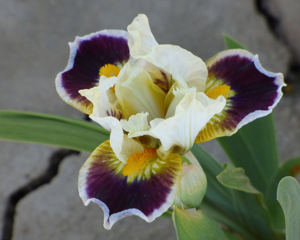 Bighorn | Dwarf Bearded Iris – Schreiner's Gardens