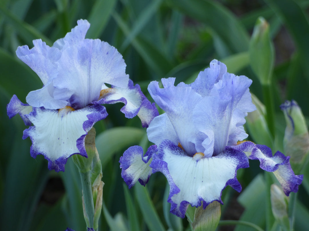 I Am | Tall Bearded Iris – Schreiner's Gardens