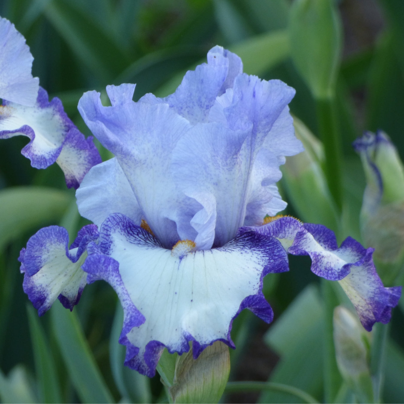 Purple Plicata Iris Bouquet
