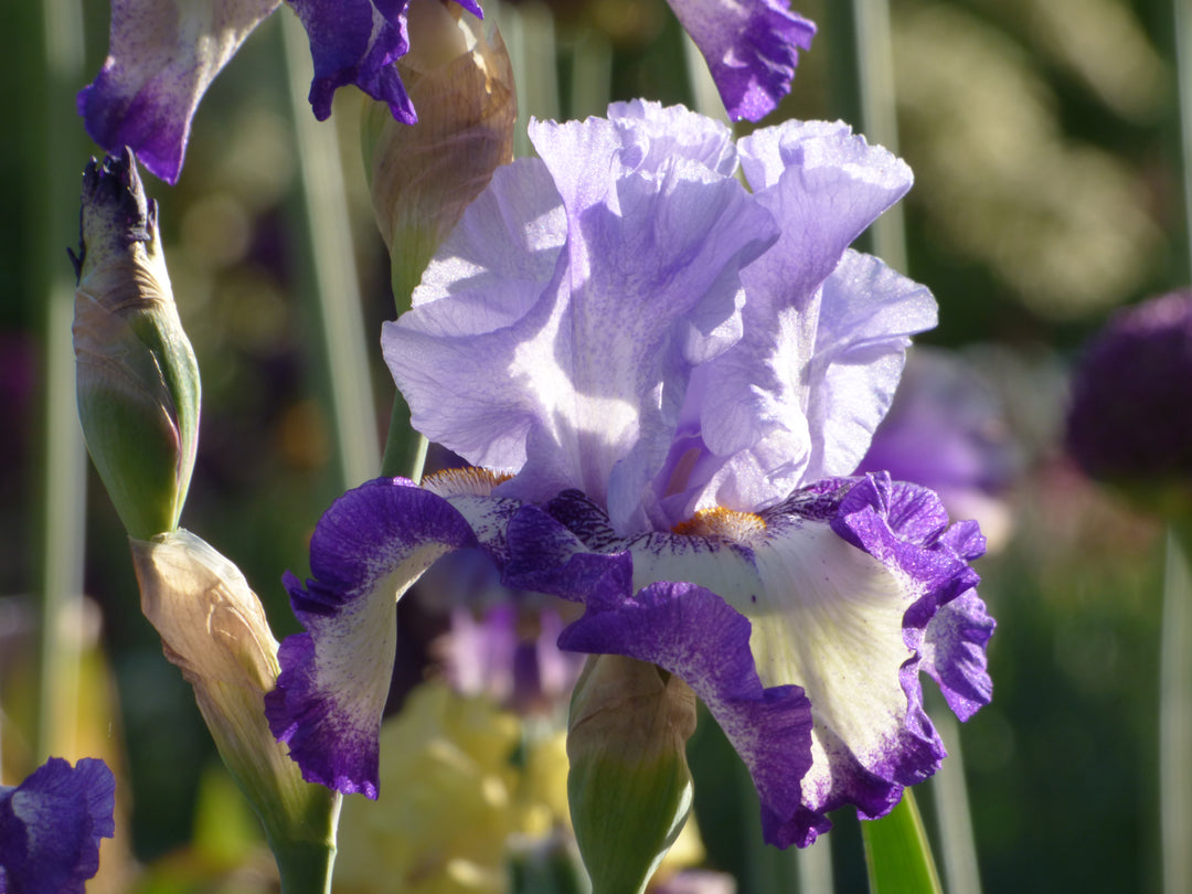 トリ　レンズ紫ｘスカイブルー Dusky Challenger | Tall Bearded Iris – Schreiner's Gardens