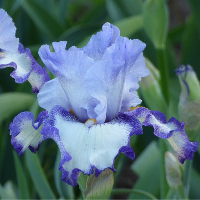 Purple Plicata Iris Bouquet