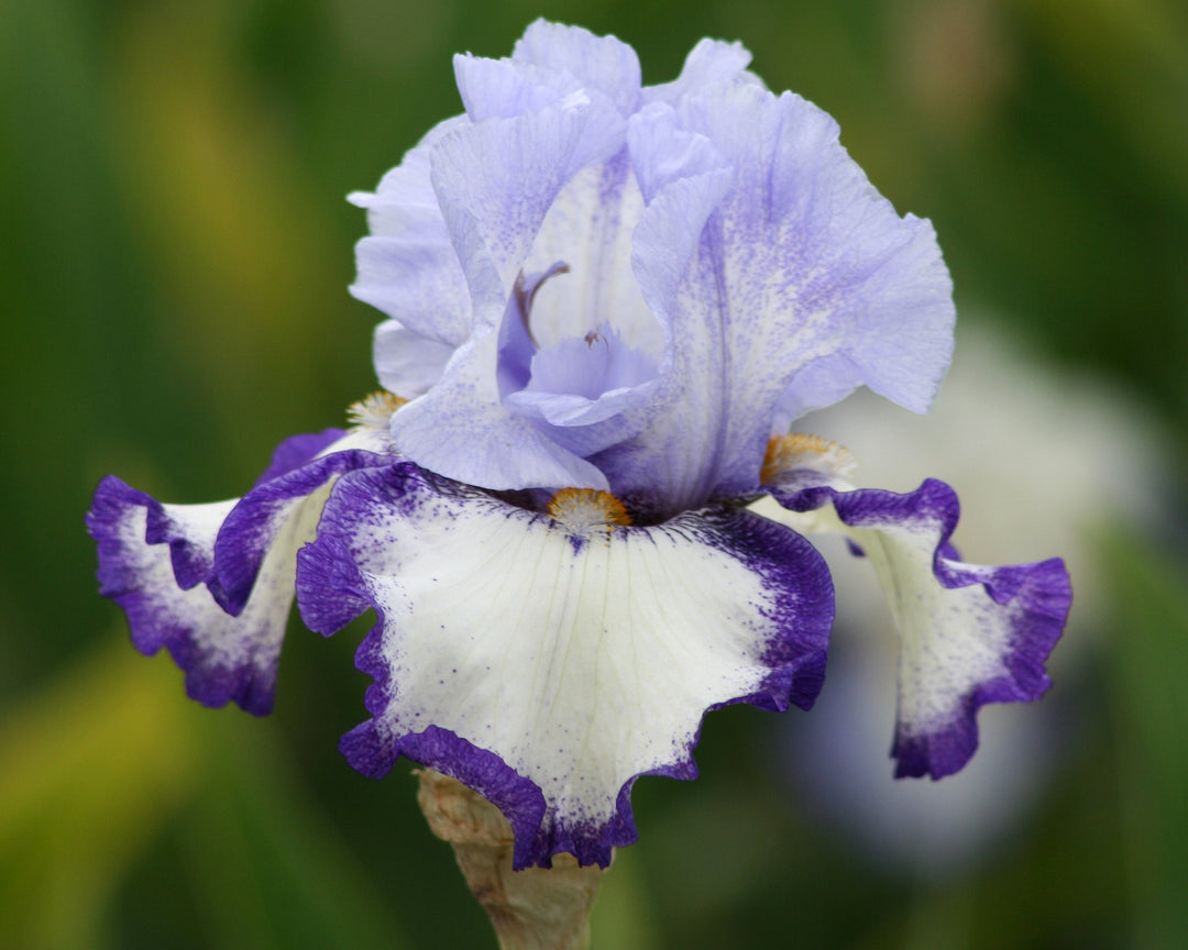 I Am | Tall Bearded Iris – Schreiner's Gardens