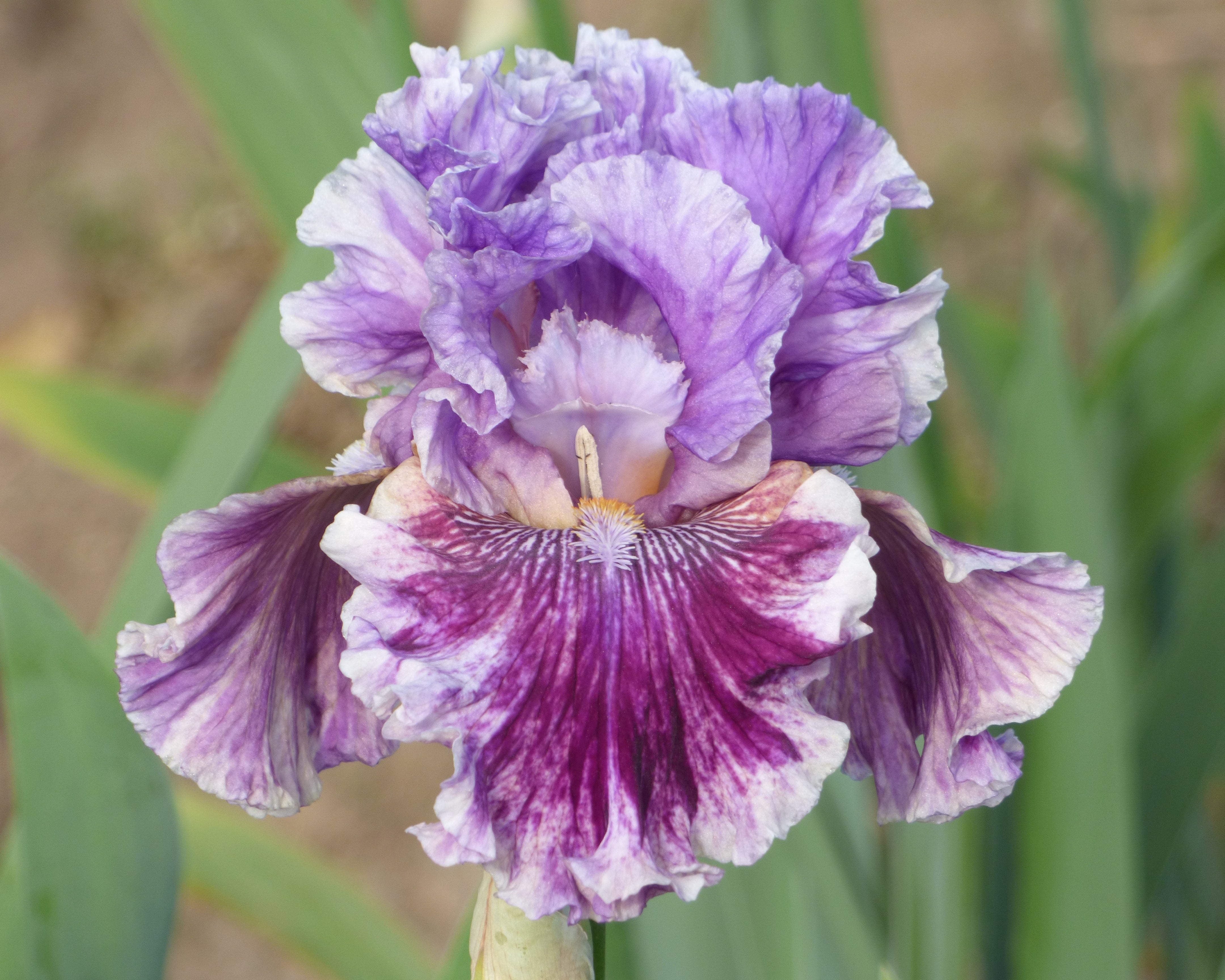 I Broke It – Schreiner's Gardens