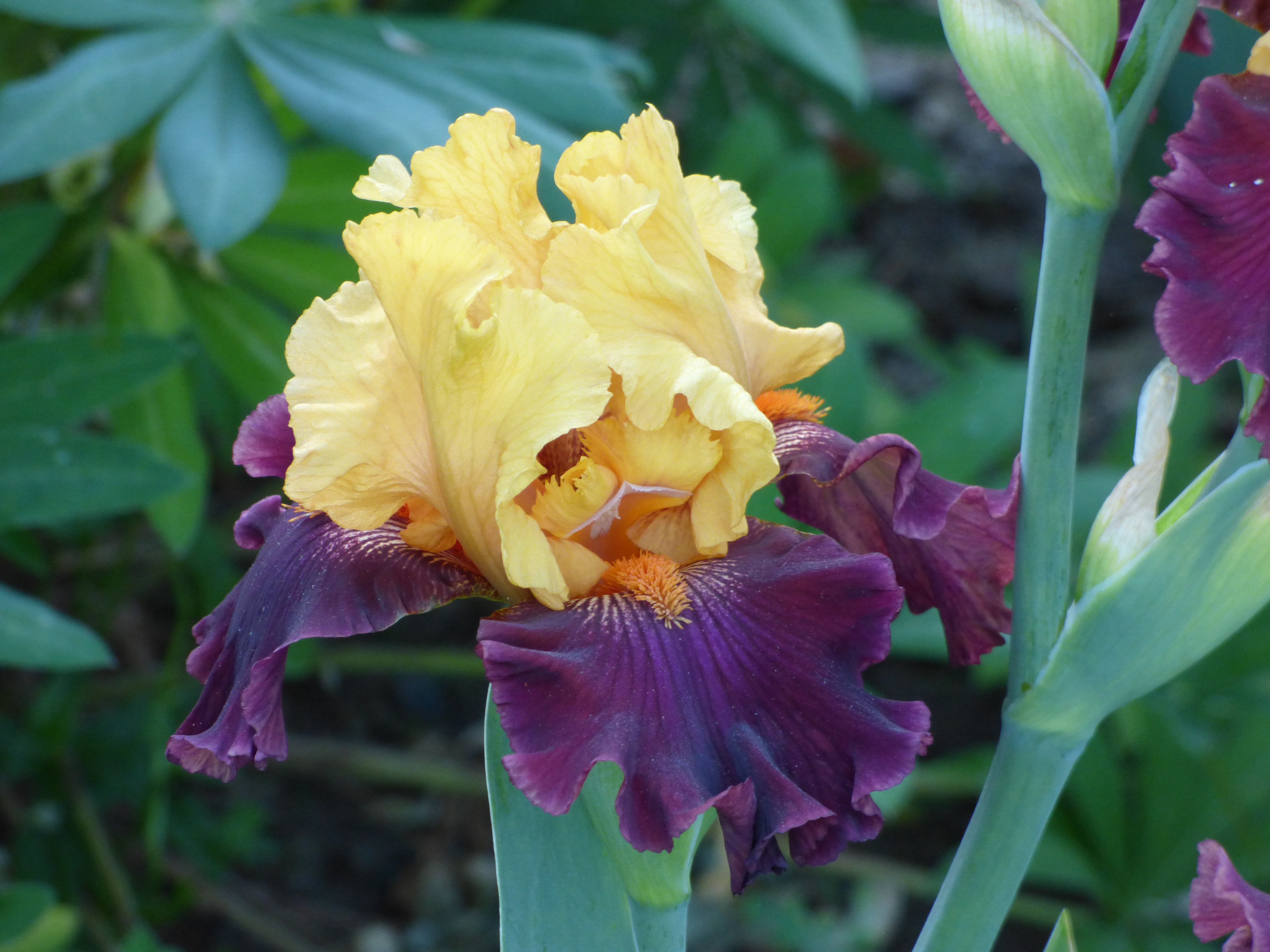 Idol | Tall Bearded Iris – Schreiner's Gardens