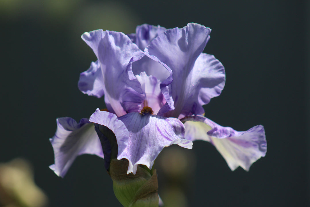 Elainealope | Tall Bearded Iris – Schreiner's Gardens