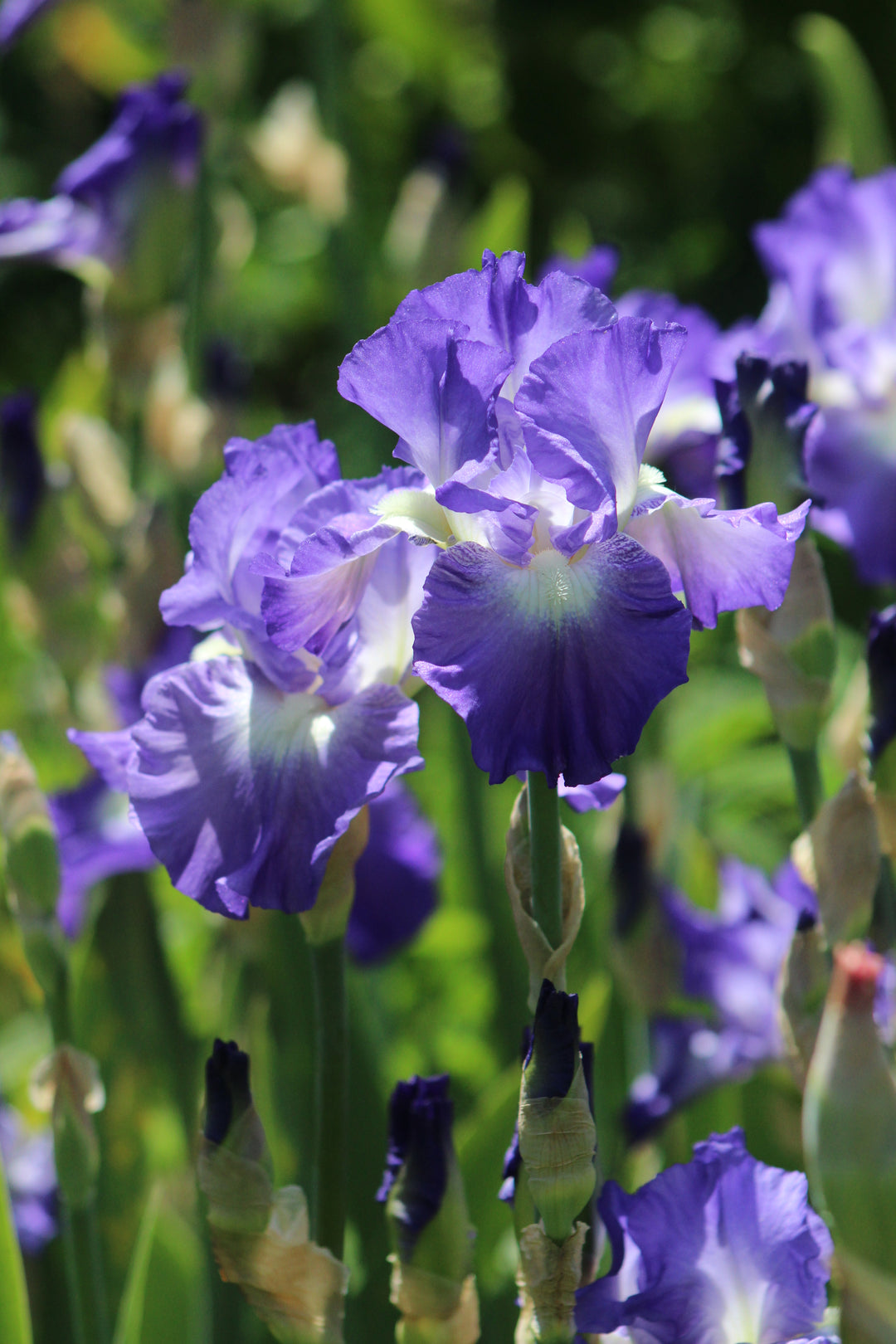 Speed Limit | Tall Bearded Iris – Schreiner's Gardens