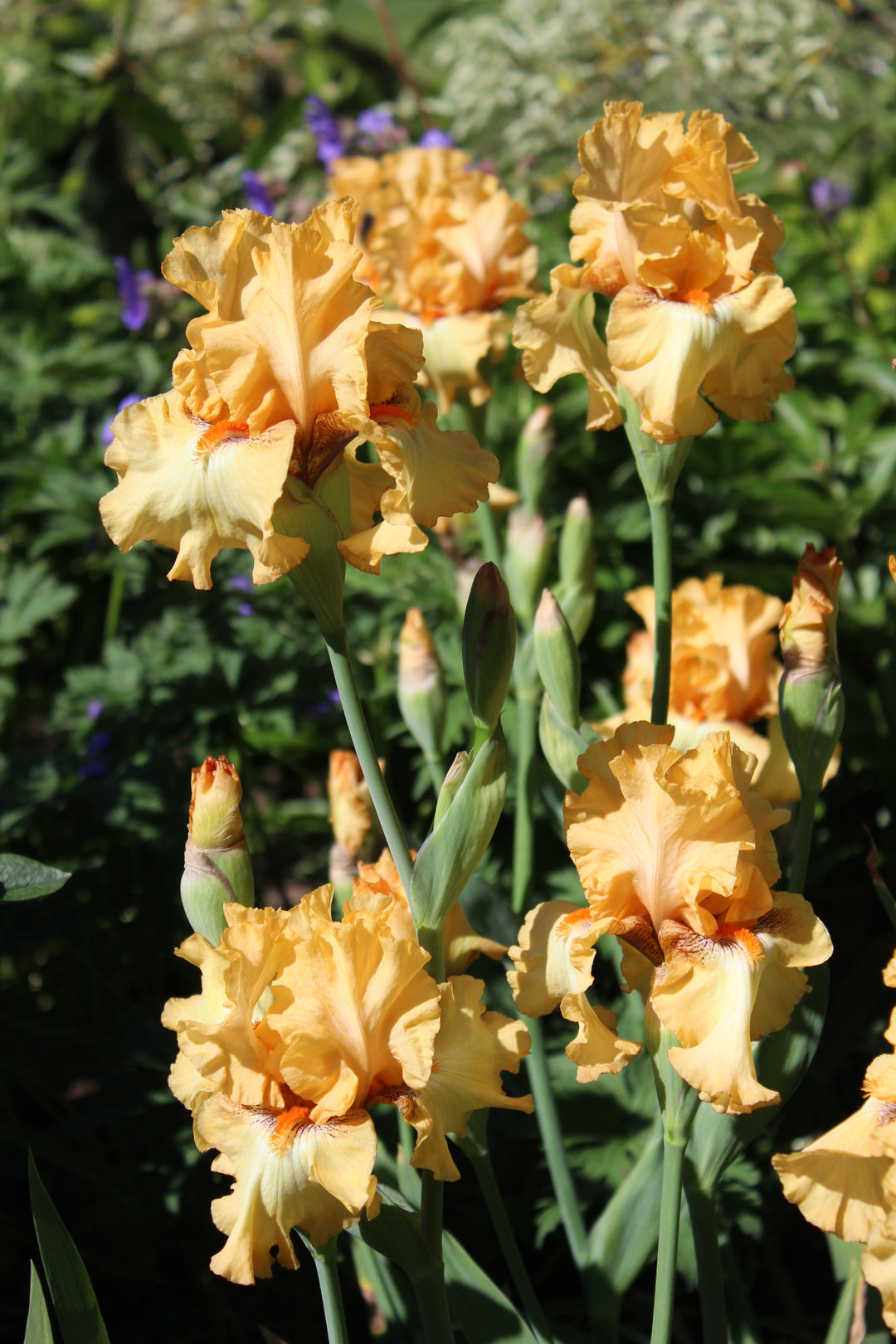 Butterlicious | Tall Bearded Iris – Schreiner's Gardens