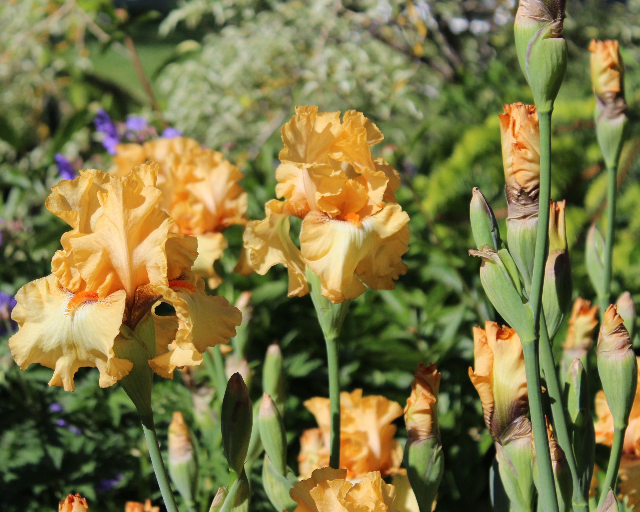 Butterlicious | Tall Bearded Iris – Schreiner's Gardens