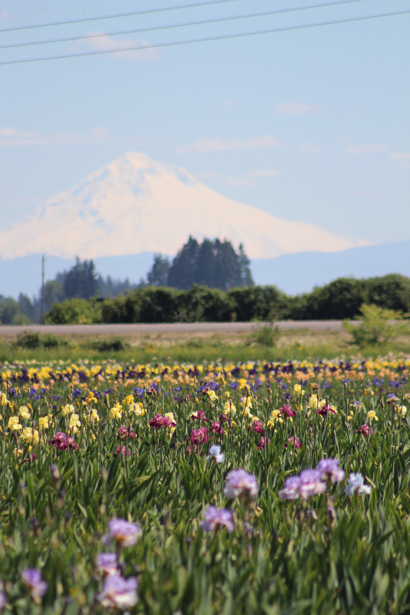 Season Pass- Bloom Season 2026