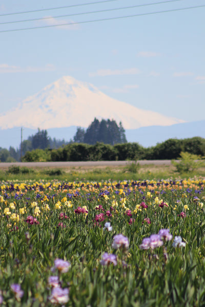 Season Pass- Bloom Season 2026