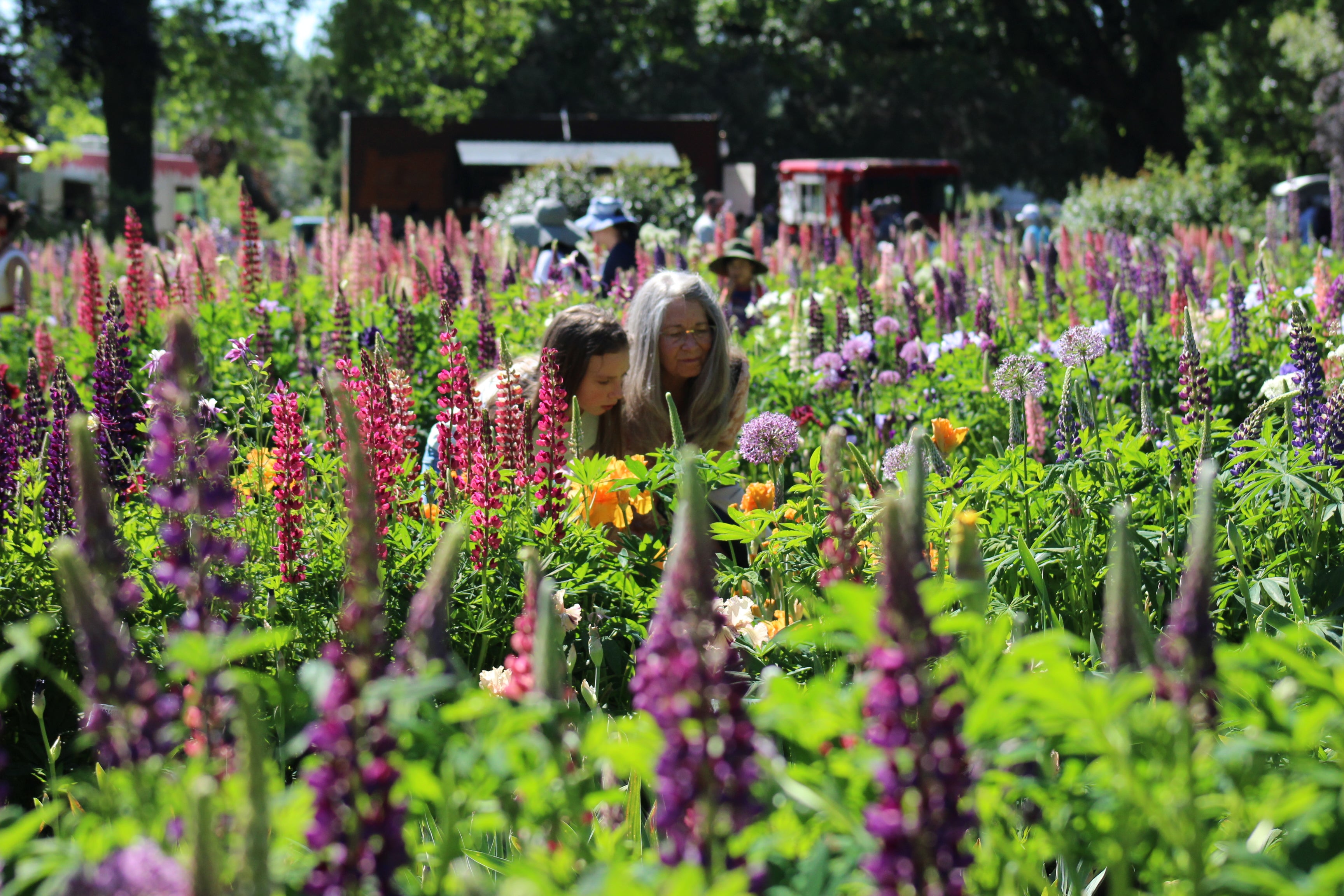 Iris Fields and Display Garden – Schreiner's Gardens