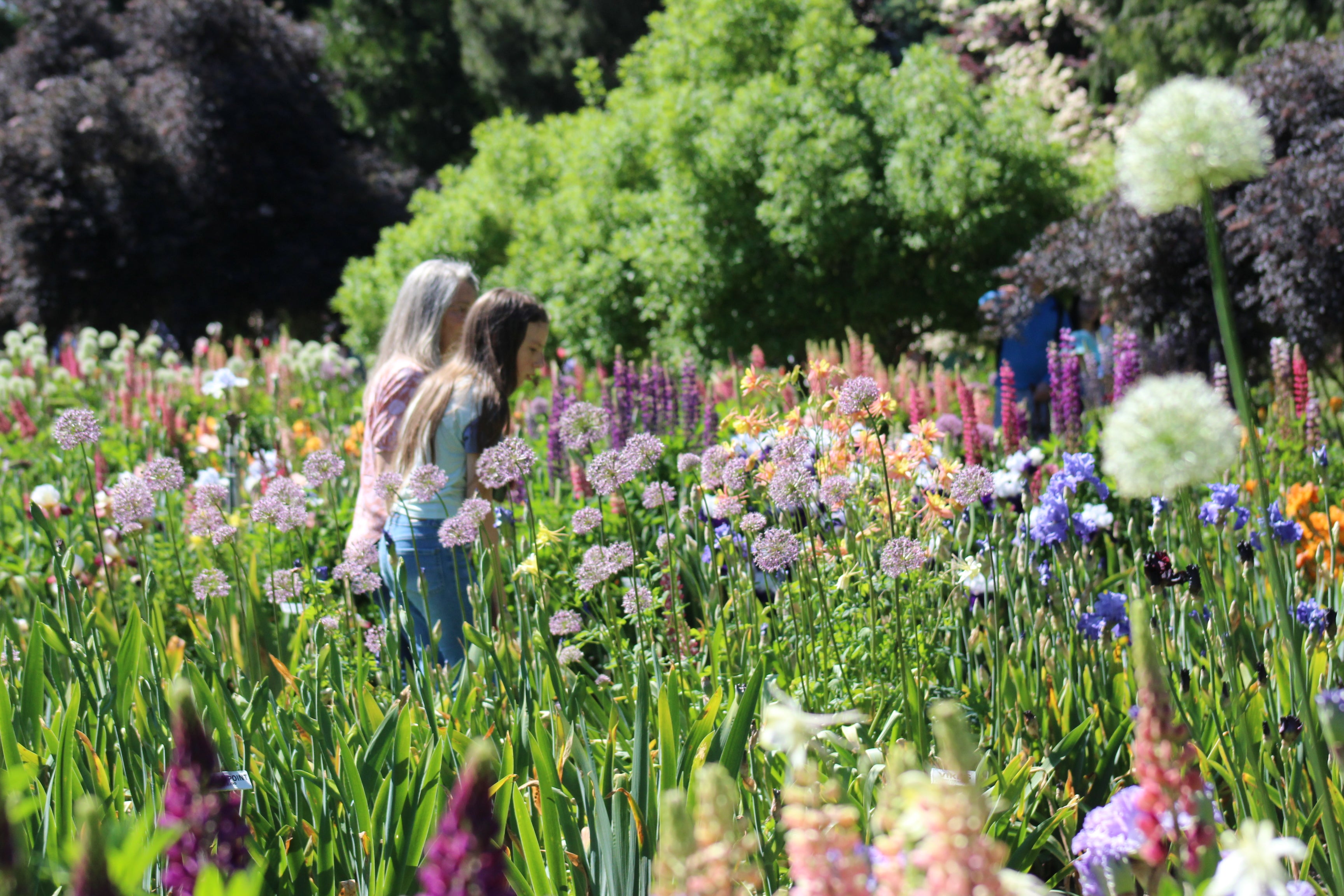 fleur gardenタブリエ Iris Fields and Display Garden – Schreiner's Gardens