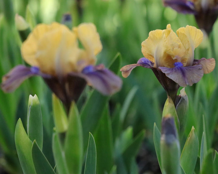 maxell JEWEL STYLE イヤホン Iris Purple Maglissa | Dwarf Bearded Iris – Schreiner's Gardens