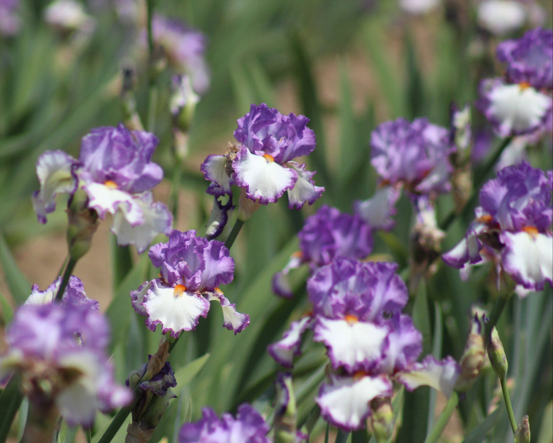 Swept Off My Feet | Tall Bearded Iris – Schreiner's Gardens
