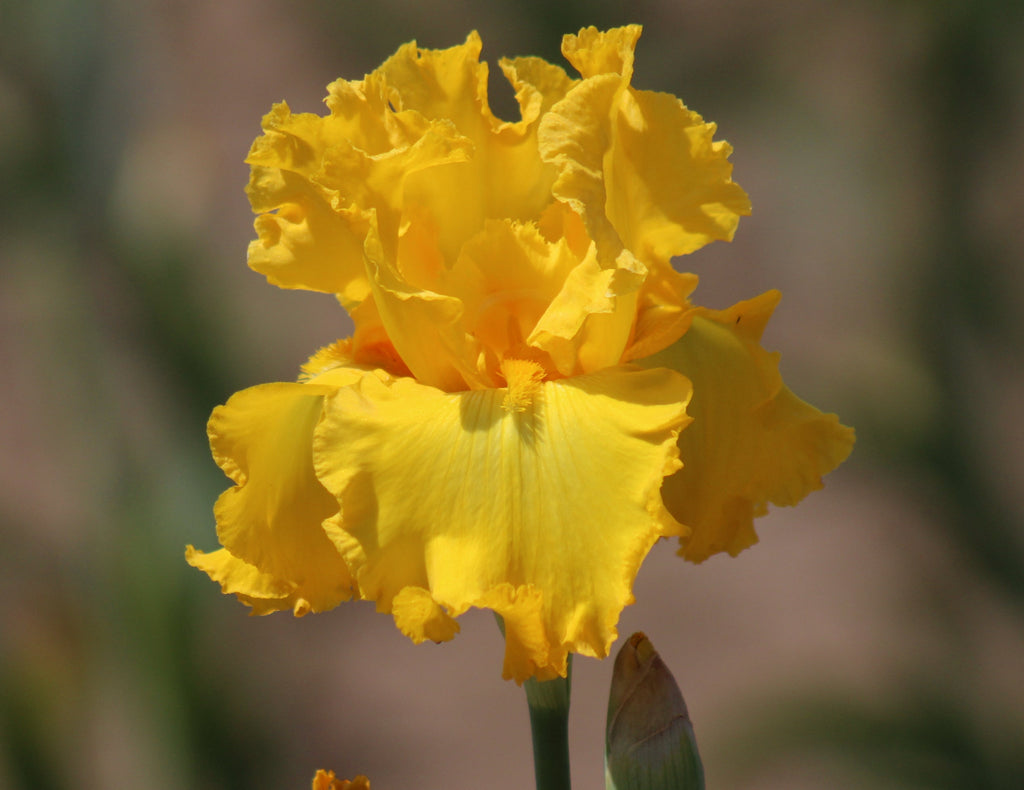 GrantEOne’s グラント・イーワンズ　Hormee Garden Time | Tall Bearded Iris – Schreiner's Gardens