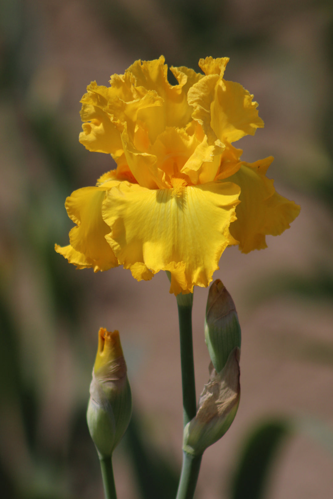 IMG_1492_Garden_Time_1080x.jpg