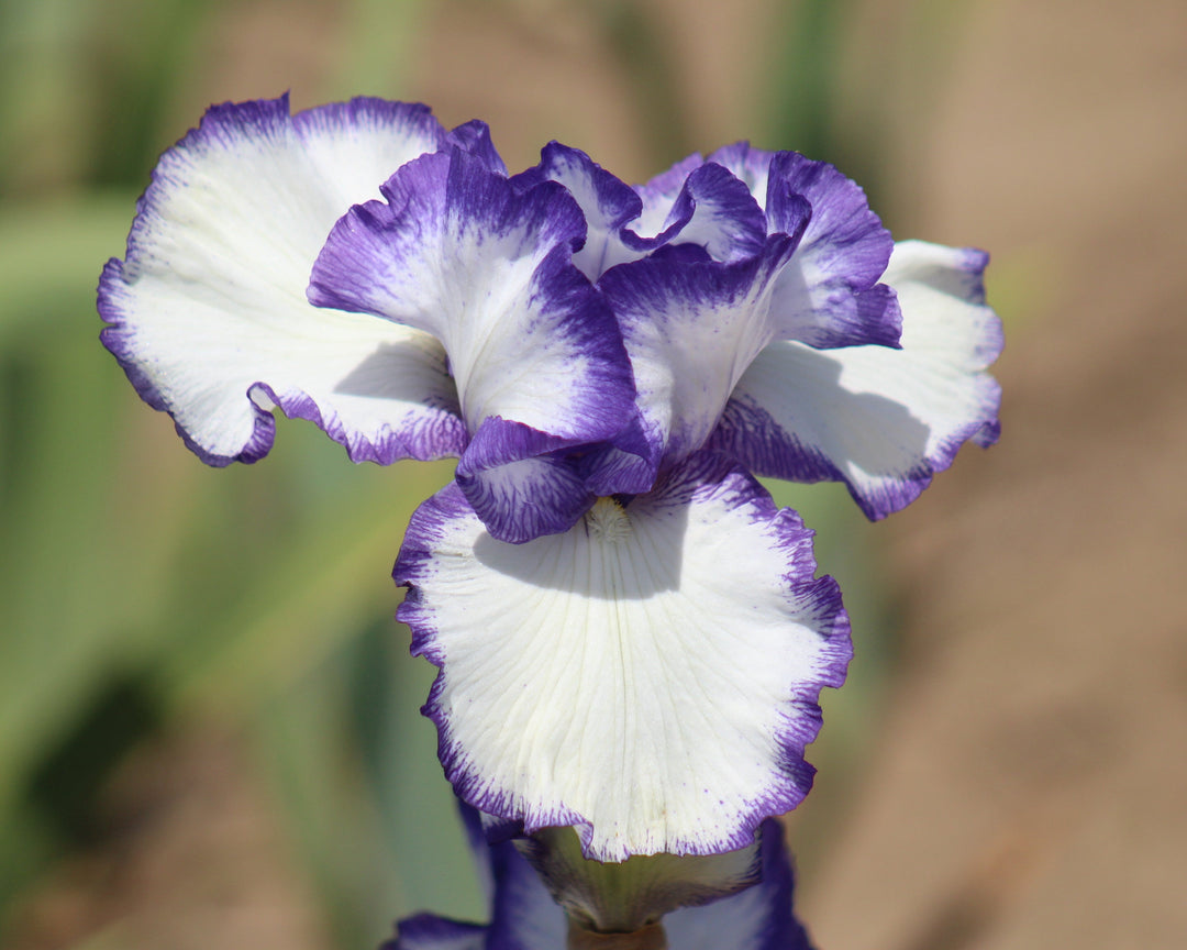 Symmetry × Asymmetry ガーデンクォーツ 貔貅 Twins Presby's Crown Jewel | Tall Bearded Iris – Schreiner's Gardens