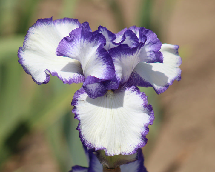 Presby's Crown Jewel | Tall Bearded Iris – Schreiner's Gardens