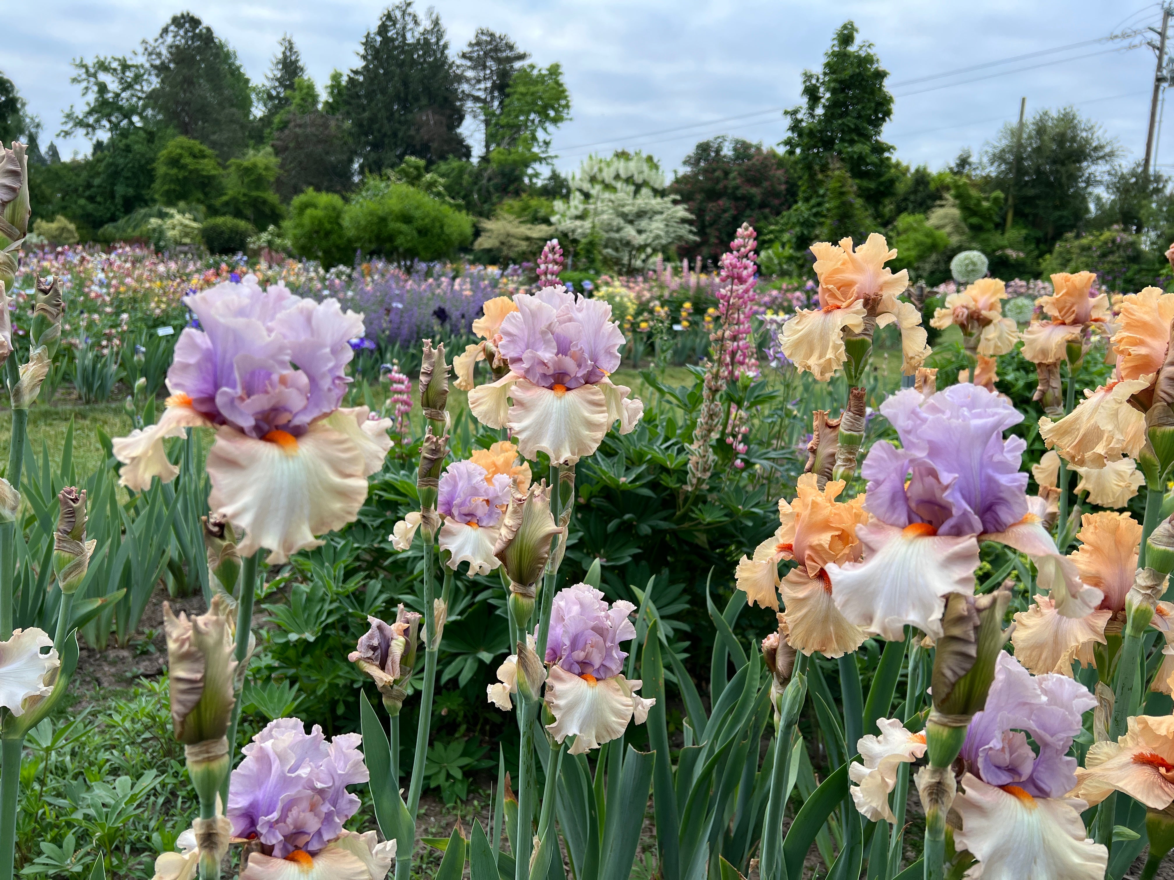 Iris Fields and Display Garden – Schreiner's Gardens
