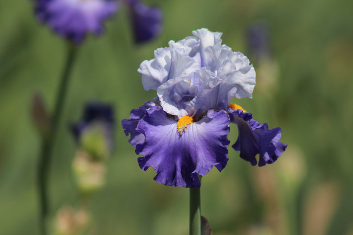 Cubs Win It | Tall Bearded Iris – Schreiner's Gardens