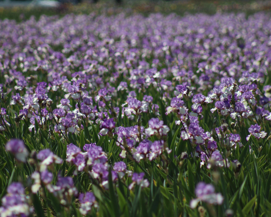 Swept Off My Feet | Tall Bearded Iris – Schreiner's Gardens