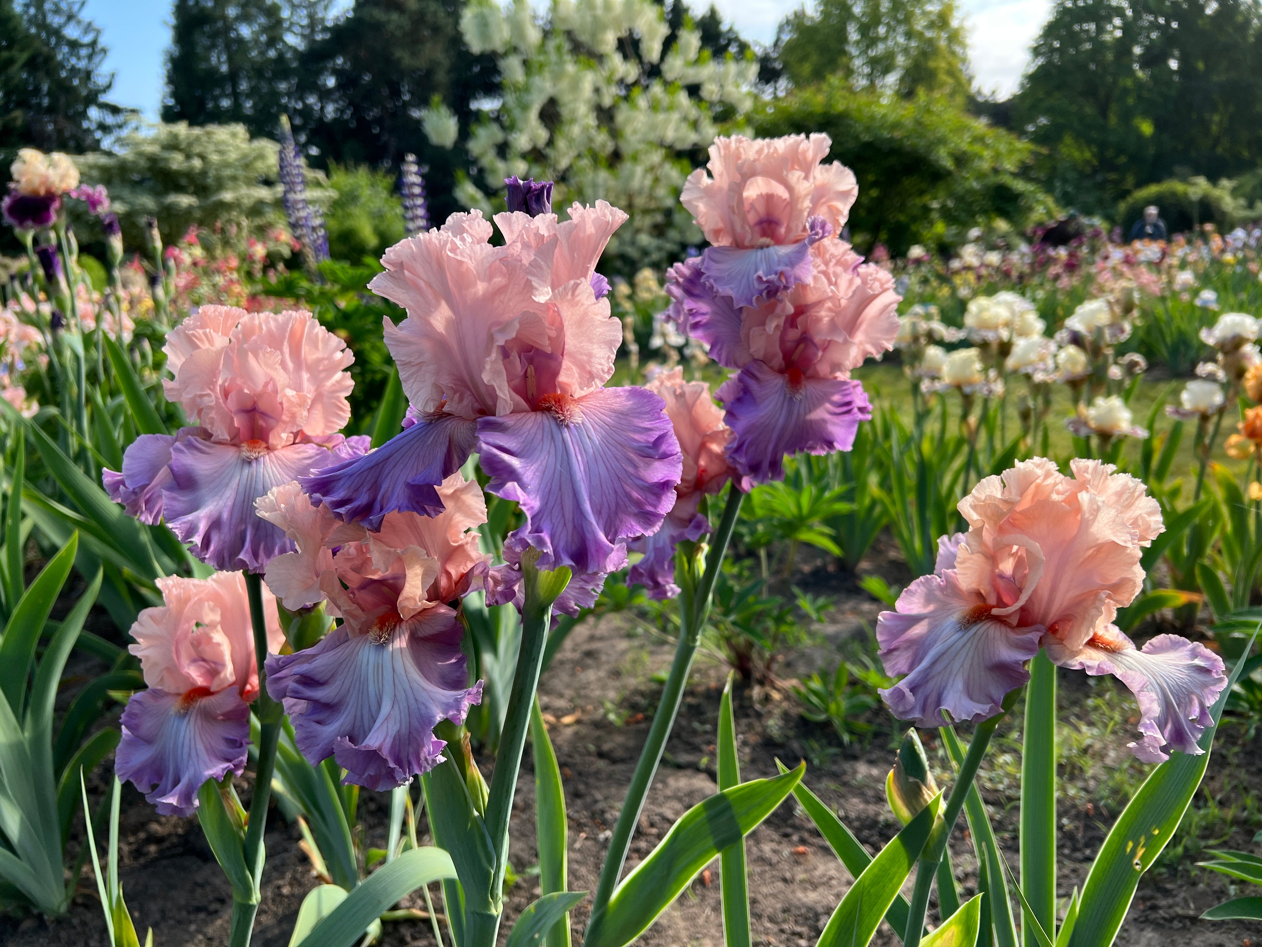 Iris Fields and Display Garden – Schreiner's Gardens