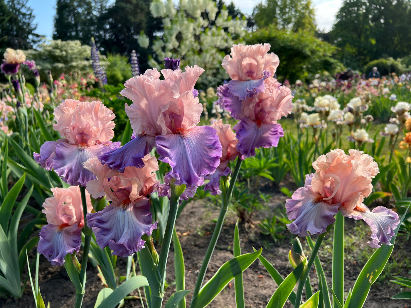 Season Pass- Bloom Season 2026