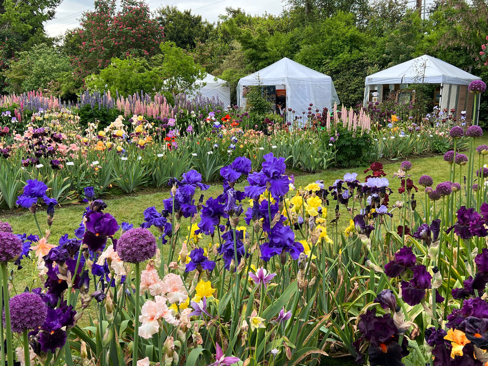 A vibrant garden filled with blooming irises and other colorful flowers, with three white tents set up in the background among green trees and shrubs.