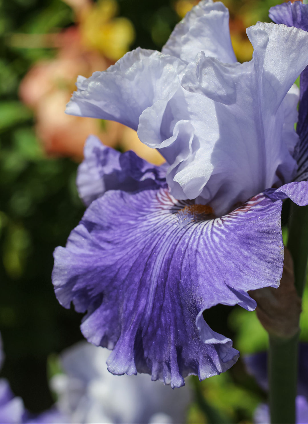 World Premier | Tall Bearded Iris – Schreiner's Gardens