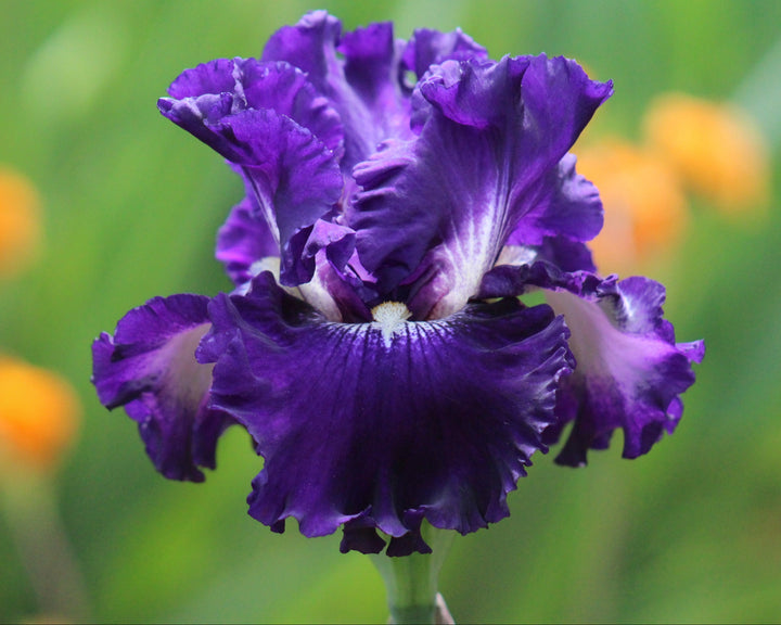 Lake Mendota | Tall Bearded Iris – Schreiner's Gardens